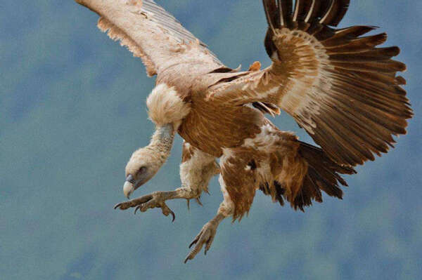 在缅甸面临绝种危机的秃鹫鸟