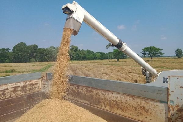 新财政年度两个月内缅甸已出口大米及碎米52万吨