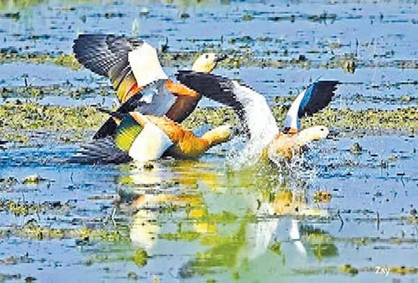 曼德勒省候鸟群进入的情况已有所改变