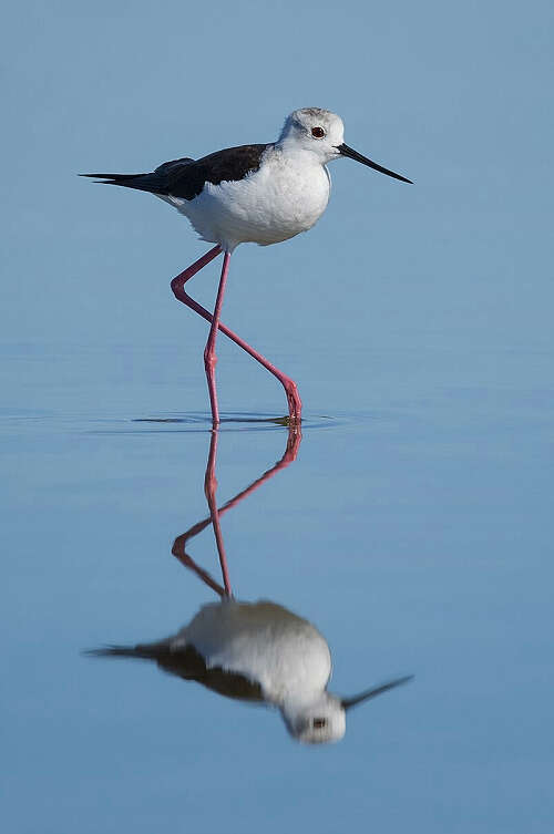 缅甸中部密铁拉湖地区前来过冬的候鸟比往年减少