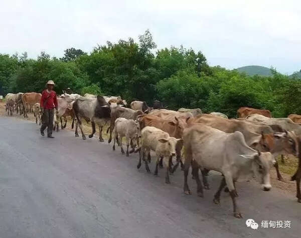 缅甸活牛养殖者终于等到好消息