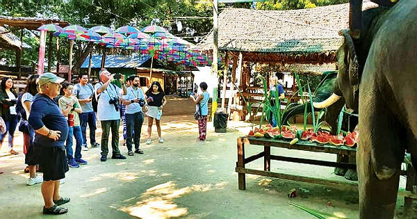 曼德勒省良乌县境的大象营地两年来迎来十多万名游客
