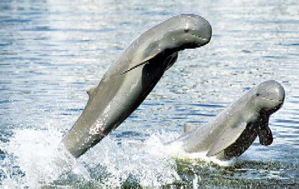 稀有生物伊洛瓦底江江豚仅存72头需加强保护力度