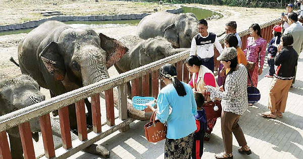在新年假期期间缅甸内比都动物园迎来了众多游客