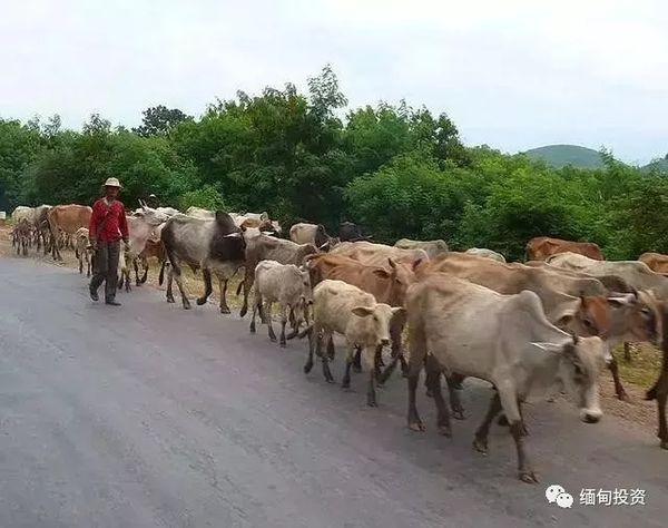 缅甸活牛养殖者终于等到好消息