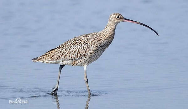 德林达依省内有特殊的候鸟群进入