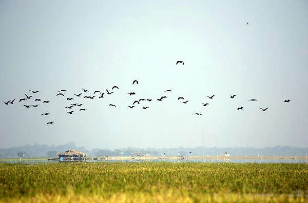 缅甸莫允基湖新到了3种以往未曾登记过的鸟类