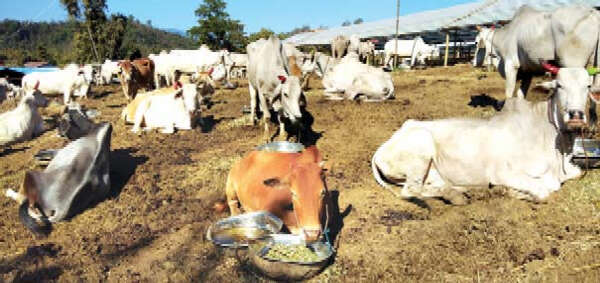 春节邻近木姐边贸市场上牛市冷清