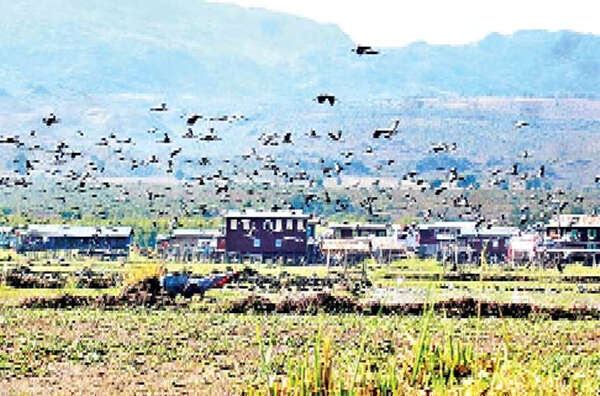 茵莱湖地区进行水鸟统计工作