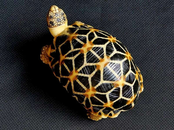 有关野生动物保护问题的两则新闻报导