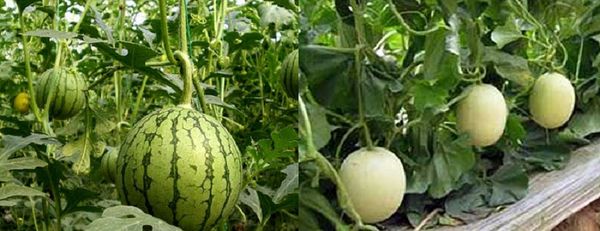 缅甸瓜农们的出路