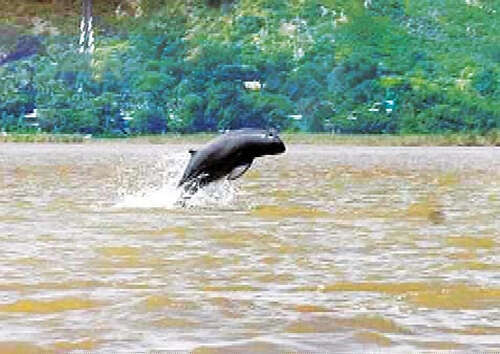 二十年来伊洛瓦底江内的江豚数量增加到最高峰