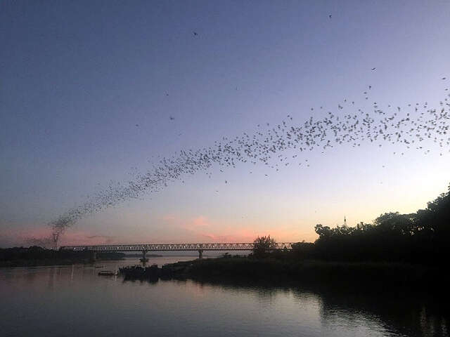 不要神经过敏地将蝙蝠赶尽杀绝(二)