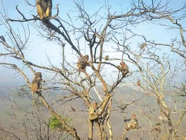 为野生动物提供水源