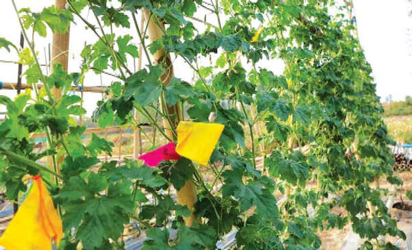 缅甸农业科研所正在培育新的苦瓜良种