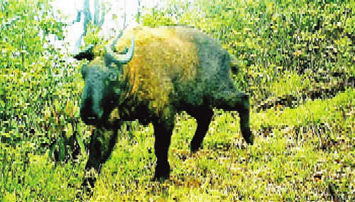 梅开江与缅中边境线之间山林中栖息着多种珍稀动物