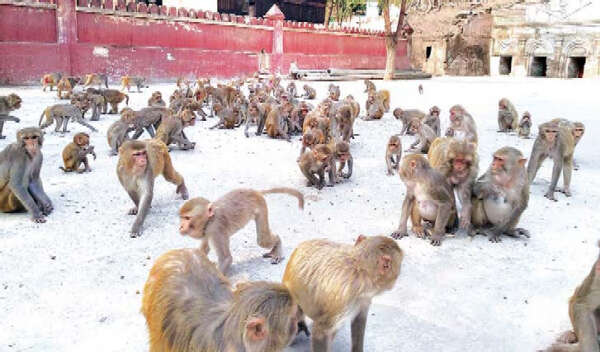 新冠病毒的影响使缅甸又一旅游景区的猴群面临食物短缺处境