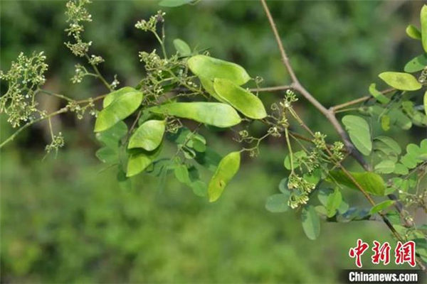 中国科研人员发现缅甸豆科植物多个新记录种