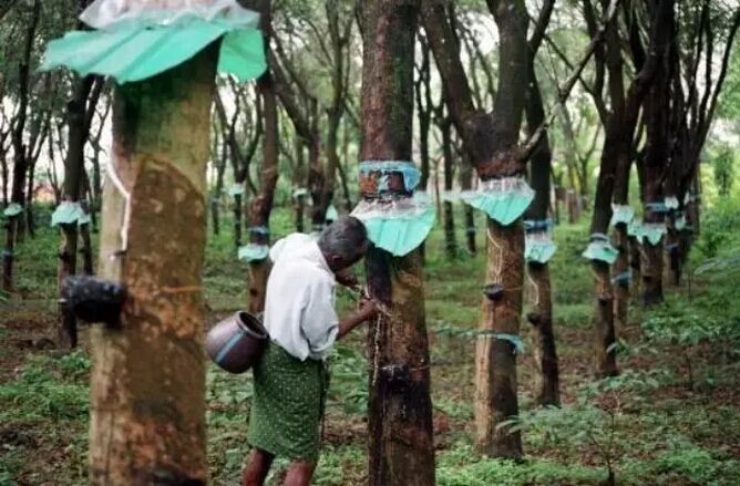 因价钱大跌缅甸胶农们停止割胶