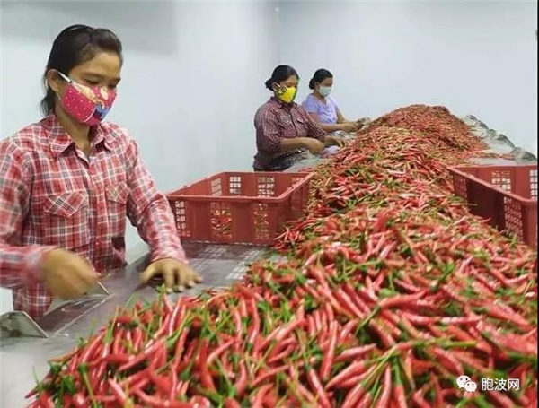 缅甸优质鲜椒高价销往中国