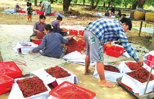 为出口国外缅甸鲜辣椒获得好价钱