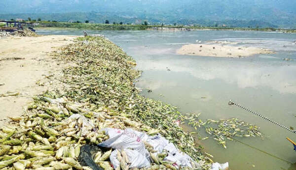 玉蜀黍为什么要大量倒入瑞丽江中？