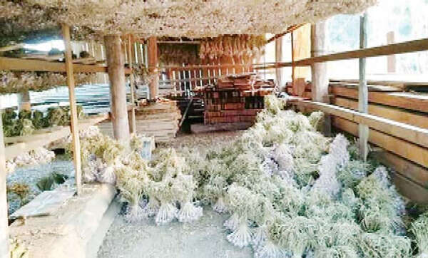 克耶邦种植大蒜的农民们碰到销售无门的难题