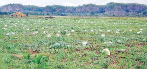 实皆省亲敦江上游地区西瓜滞销瓜农们面临亏损