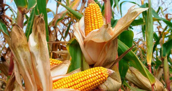 边区玉米难销往中国