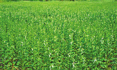 缅甸中部多个县区夏芝麻丰收