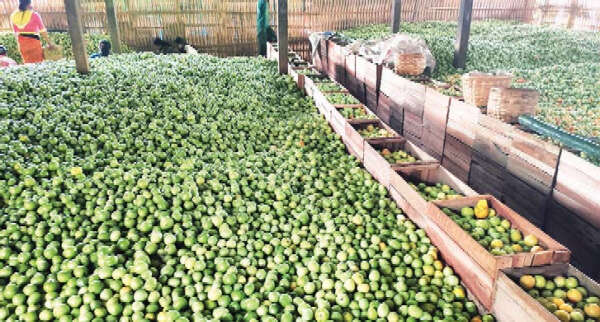 茵莱湖地区出产的番茄畅销全缅各地