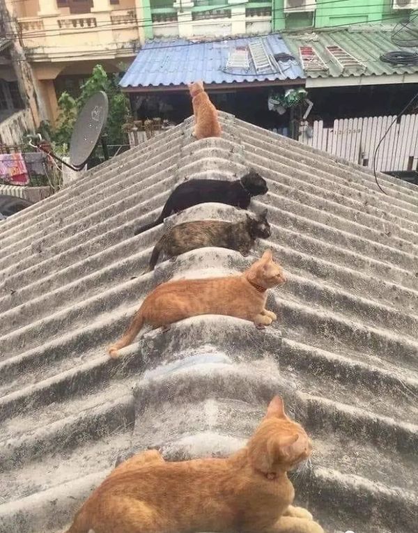 怪事年年有，今年特别多！这组照片，太难得一见了！