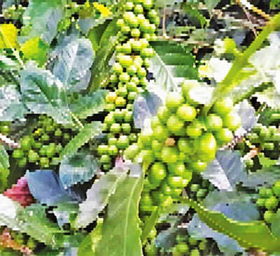 马奎省一县区栽种咖啡已获好收成