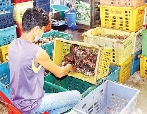 缅甸丹老地区的黑螃蟹出口价大幅下跌