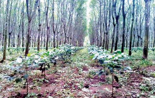 缅甸亲敦江上游橡胶树下的咖啡茁壮成长