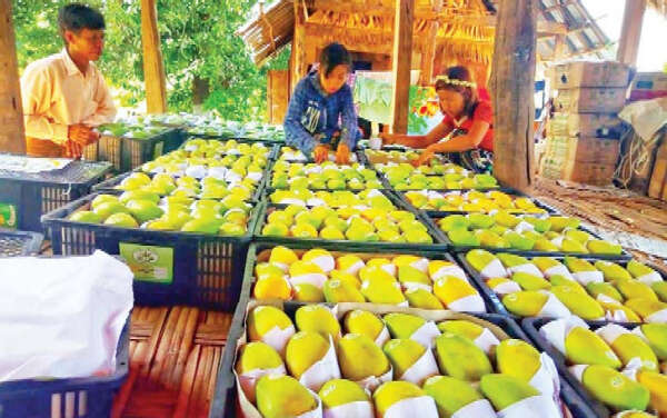 缅甸芒果还需努力生产制作增值的加工产品