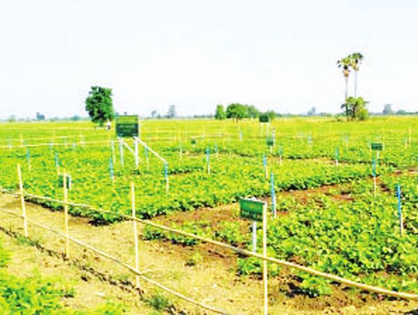 缅甸多个农业县不放松对农业工作的督导