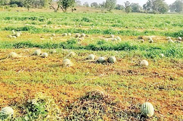 掸南农民也面临西瓜卖不出去的窘境