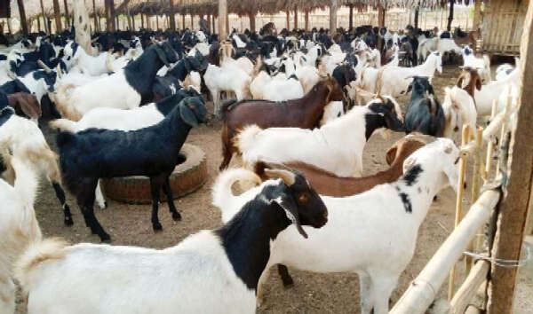 因无法向中国出口缅甸羊群改向老挝出口