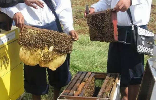 缅甸蜂蜜产量十年来大增