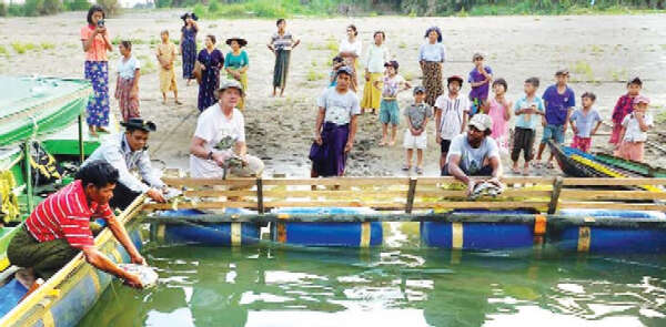 缅甸本土龟的维护培育工作
