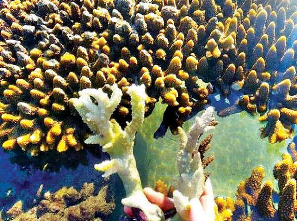 若开邦曼昂岛海岸边上的珊瑚礁急需维护