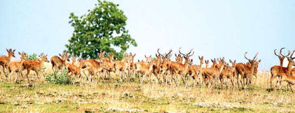 瑞射陶保护区中也发现有人安置绞索捕杀金鹿