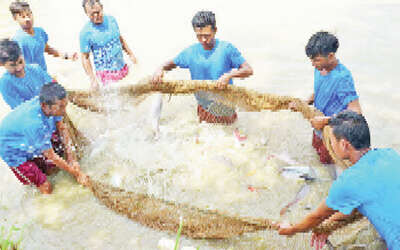 曼德勒省渔业工作基地大力生产鱼苗供应给民众