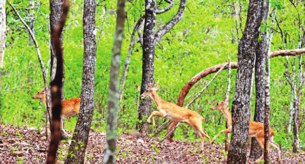实皆省保护林中为金鹿种植了10英亩的农作物