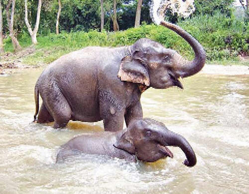 仰光省及勃固省境内两年来没再发现野象被杀害的事件