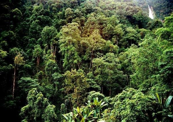 缅甸木材和我们的花梨木躺椅(谢玉淸)