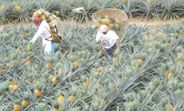 缅甸掸北地区所产的凤梨水果只能内销不能外销