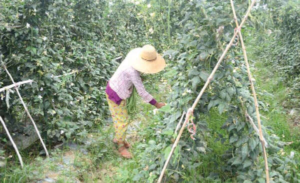 缅甸中部地区农民们放弃了种植瓜果