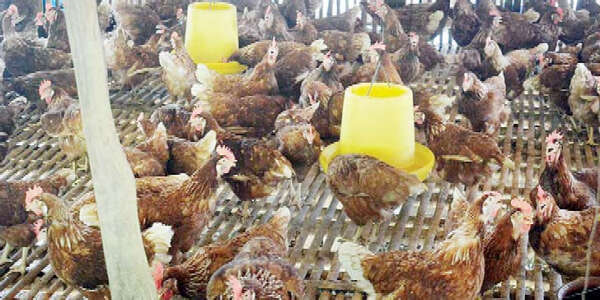 因新冠疫情养鸡专业户们面临亏损问题